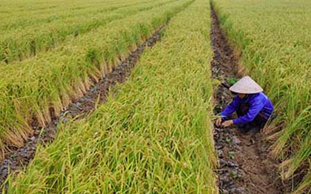 Chậm thời vụ v&agrave; s&acirc;u bệnh- Th&aacute;ch thức trong sản xuất vụ m&ugrave;a năm 2012
