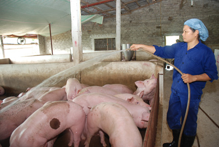 Dịch bệnh tai xanh ở lợn đ&atilde; được khống chế