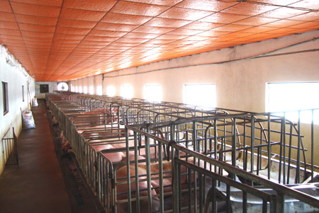 Một m&ocirc; h&igrave;nh chăn nu&ocirc;i lợn kh&eacute;p k&iacute;n ở &ETH;&ocirc;ng La