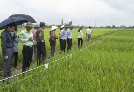 Khảo nghiệm 265 giống l&uacute;a mới 
