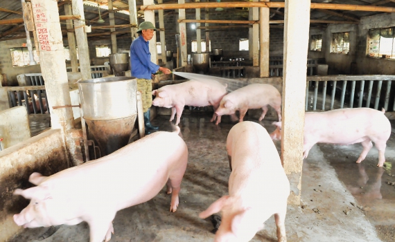 Dồn tổng lực giải cứu ng&agrave;nh chăn nu&ocirc;i lợn (Kỳ 2)