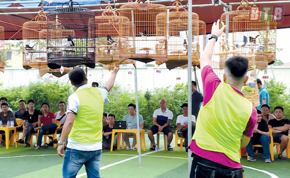 Say m&ecirc; tiếng h&oacute;t ch&iacute;ch ch&ograve;e than