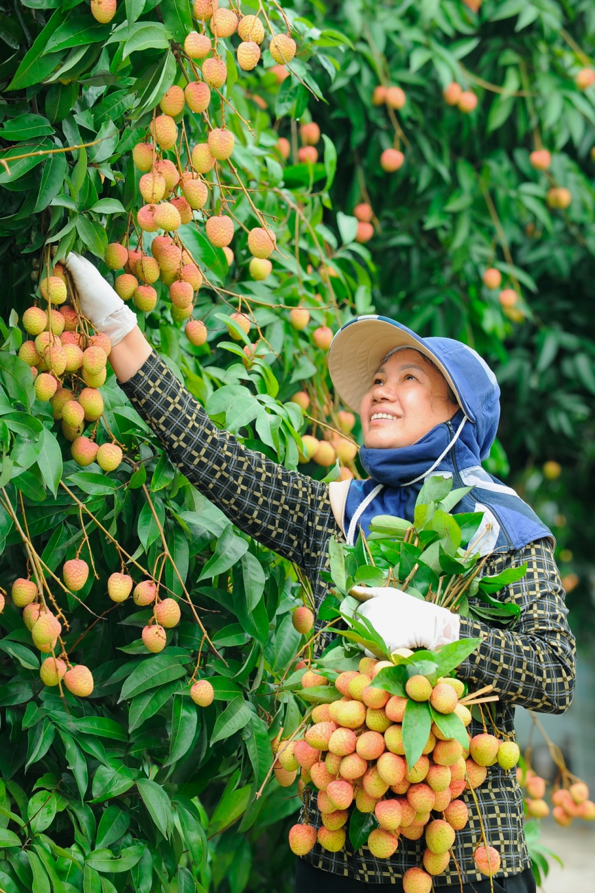 Do thời tiết năm nay thuận lợi, nên quả vải to, tròn, căng mọng