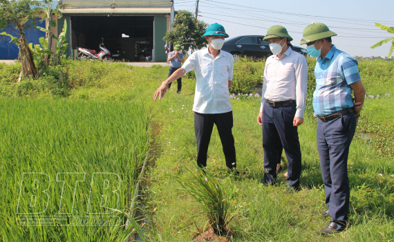 Đồng ch&iacute; Lại Văn Ho&agrave;n, Ph&oacute; Chủ tịch UBND tỉnh: Kiểm tra, chỉ đạo c&ocirc;ng t&aacute;c ph&ograve;ng trừ s&acirc;u bệnh tại huyện Tiền Hải