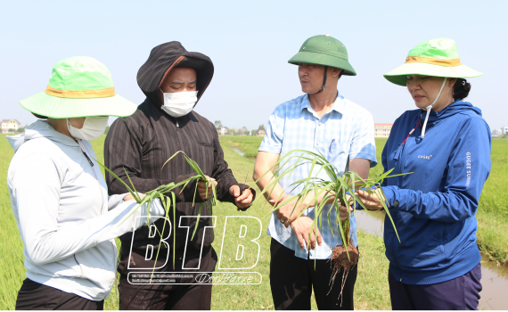 Kiểm tra c&ocirc;ng t&aacute;c ph&ograve;ng trừ s&acirc;u bệnh bảo vệ l&uacute;a xu&acirc;n tại Kiến Xương, Tiền Hải