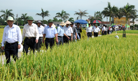 Đ&aacute;nh gi&aacute; hiệu quả l&uacute;a gieo thẳng vụ xu&acirc;n 2011 ở c&aacute;c tỉnh ph&iacute;a Bắc 