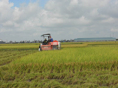 T&iacute;ch cực, khẩn trương thu hoạch l&uacute;a xu&acirc;n