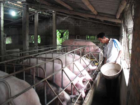 Ph&aacute;t triển kinh tế từ m&ocirc; h&igrave;nh VAC