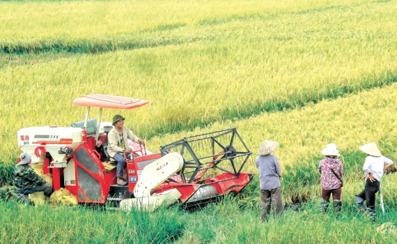 Hiệu quả li&ecirc;n kết sản xuất theo chuỗi