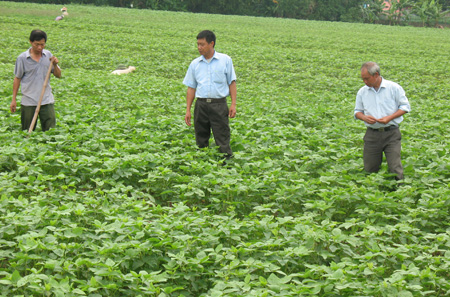 Địa chỉ sản xuất giống đậu tương gốc