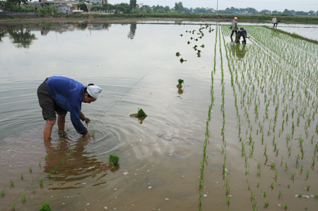 Đẩy nhanh tiến độ sản xuất vụ m&ugrave;a, chủ động khắc phục kh&oacute; khăn ở vụ đ&ocirc;ng