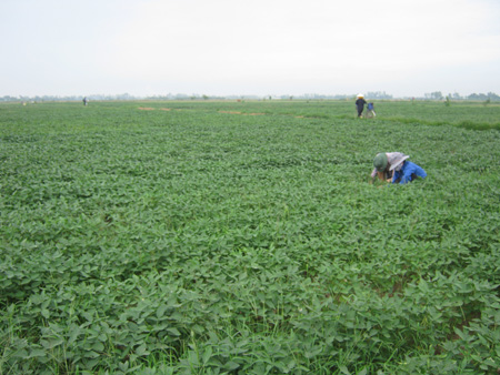 Trăn trở x&acirc;y dựng c&aacute;nh đồng mẫu
