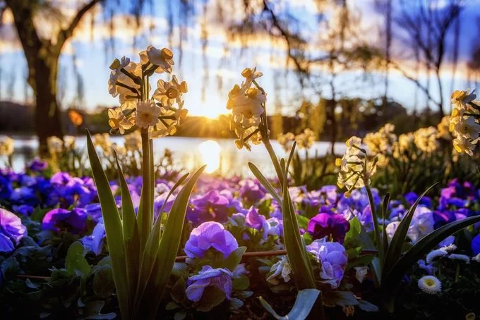 Lễ hội hoa lớn nhất Nam bán cầu ở Australia