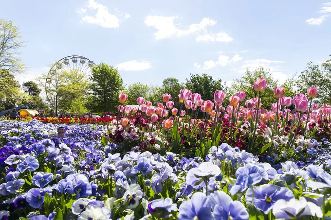 Lễ hội hoa lớn nhất Nam bán cầu ở Australia