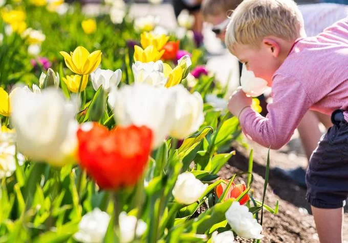 Lễ hội hoa lớn nhất Nam bán cầu ở Australia