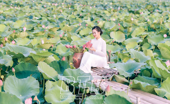 Dịu dàng mùa sen