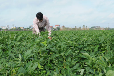 Vũ Lạc - Tổng gi&aacute; trị sản xuất vụ đ&ocirc;ng đạt gần 12 tỷ đồng/năm  
