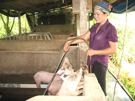 Bách Thuận đẩy mạnh phát triển chăn nuôi