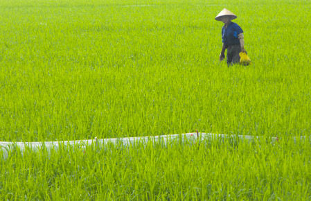 Chung sức x&acirc;y dựng n&ocirc;ng th&ocirc;n mới