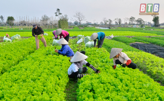 N&ocirc;ng th&ocirc;n mới Th&aacute;i B&igrave;nh: &Yacute; đảng - l&ograve;ng d&acirc;n (B&agrave;i 4)  
