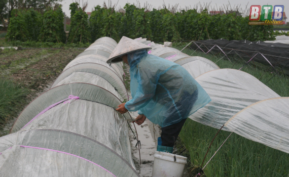 Quỳnh Phụ khắc phục ảnh hưởng b&atilde;o số 3