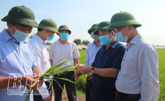 Thứ trưởng Bộ N&ocirc;ng nghiệp v&agrave; Ph&aacute;t triển n&ocirc;ng th&ocirc;n kiểm tra ph&ograve;ng trừ s&acirc;u bệnh tại Th&aacute;i B&igrave;nh