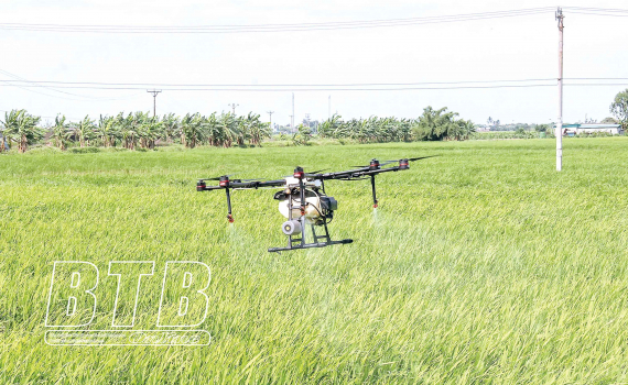 Tập trung cao độ phòng, trừ sâu bệnh hại lúa mùa