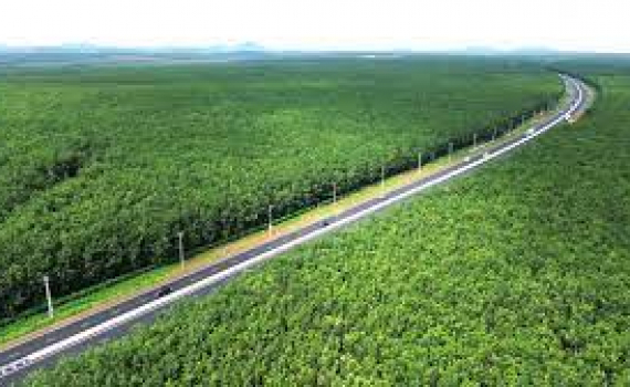 Cao tốc Dầu Gi&acirc;y - Phan Thiết xuy&ecirc;n rừng cao su tuyệt đẹp