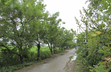 H&ograve;e - C&acirc;y dược liệu qu&yacute; gi&uacute;p tăng thu nhập