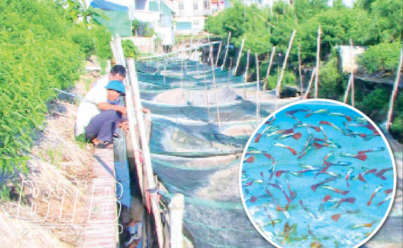 Nu&ocirc;i c&aacute; nhỏ thu tiền lớn