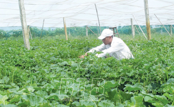 Ứng dụng c&ocirc;ng nghệ cao để th&uacute;c đẩy ph&aacute;t triển n&ocirc;ng nghiệp