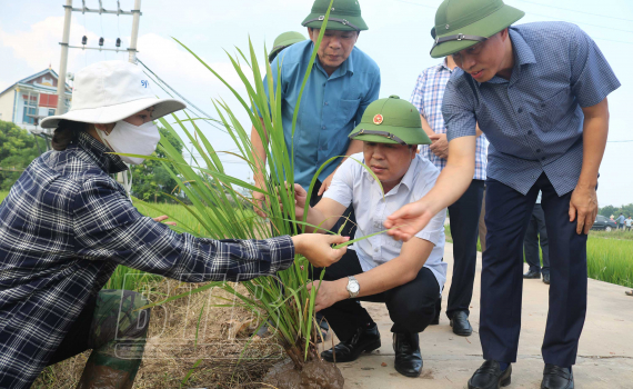  Đồng ch&iacute; Ng&ocirc; Đ&ocirc;ng Hải, Ủy vi&ecirc;n Ban Chấp h&agrave;nh Trung ương Đảng, B&iacute; thư Tỉnh ủy: Kiểm tra, chỉ đạo c&ocirc;ng t&aacute;c ph&ograve;ng trừ s&acirc;u bệnh tr&ecirc;n l&uacute;a m&ugrave;a